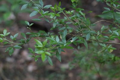 Zieria bifida, photographed by Greg Tasney