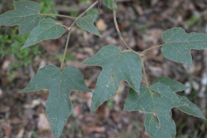Brachychiton bidwillii, photographed by Greg Tasney