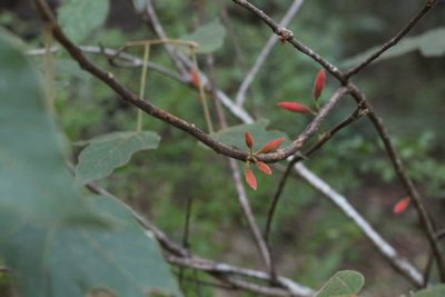 Brachychiton bidwillii, photographed by Greg Tasney