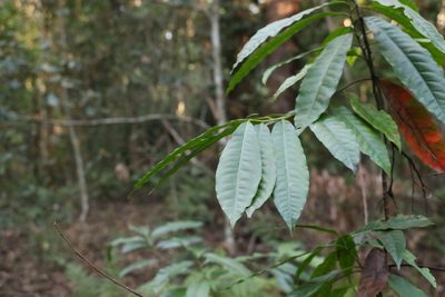 Elaeocarpus grandis, photographed by Greg Tasney