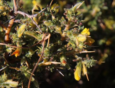 Melolobium microphyllum, photographed by Tony Rebelo
