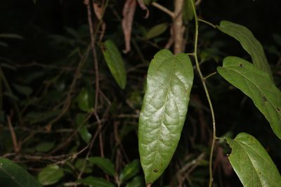 Hypserpa decumbens, photographed by Greg Tasney