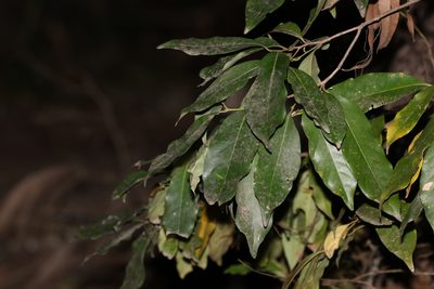 Cryptocarya glaucescens, photographed by Greg Tasney