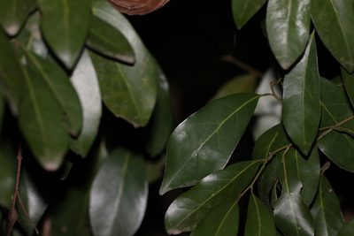 Endiandra discolor, photographed by Greg Tasney