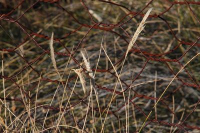 Tenaxia disticha, photographed by Tony Rebelo