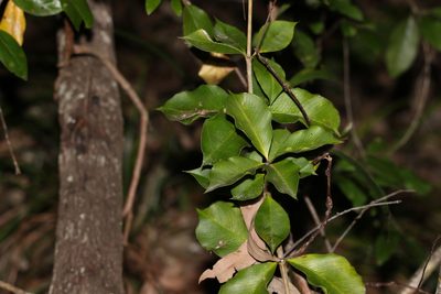 Alyxia magnifolia, photographed by Greg Tasney