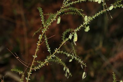 Acacia hubbardiana, photographed by Greg Tasney