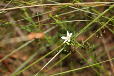 Philotheca queenslandica, photographed by Greg Tasney