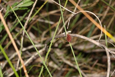 Chorizandra cymbaria, photographed by Greg Tasney