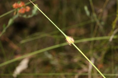Chorizandra cymbaria, photographed by Greg Tasney