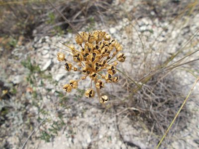 Allium tulipifolium, photographed by Мария Ткаченко