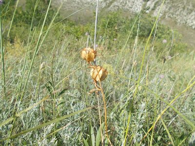 Fritillaria ruthenica, photographed by Мария Ткаченко