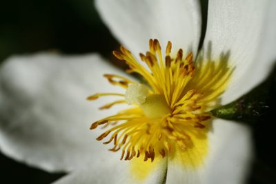 Cistus inflatus, photographed by Sigourney Juneau