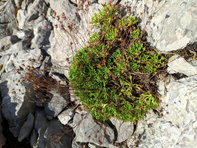 Saxifraga trifurcata, photographed by Denys Vynokurov