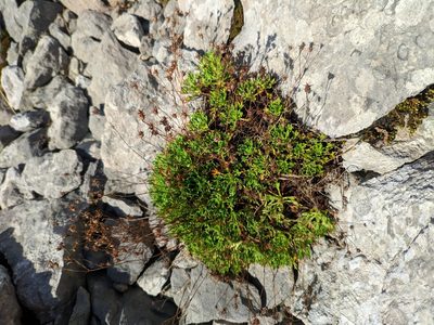 Saxifraga trifurcata, photographed by Denys Vynokurov