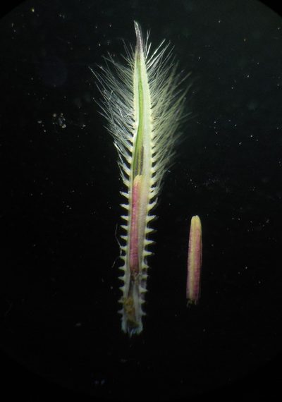 Arthraxon lanceolatus, photographed by S.MORE