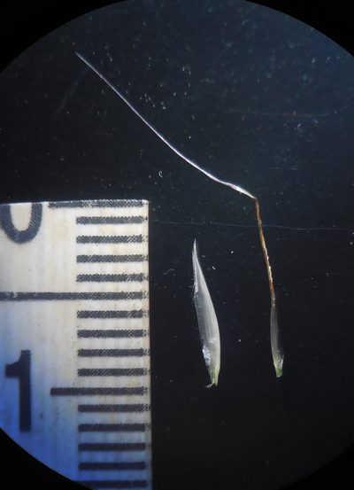 Arthraxon lanceolatus, photographed by S.MORE