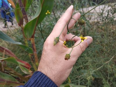 Bidens subalternans, photographed by Tim Johnson