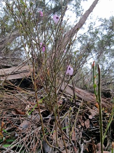 Tetratheca labillardierei, photographed by Ink-Kawinwit Kittipalawattanapol