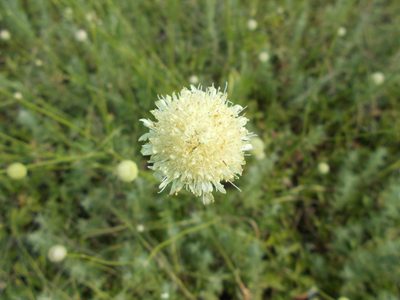 Cephalaria uralensis, photographed by Мария Ткаченко