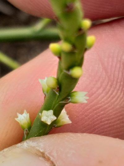 Thesium flexuosum, photographed by kevin koen