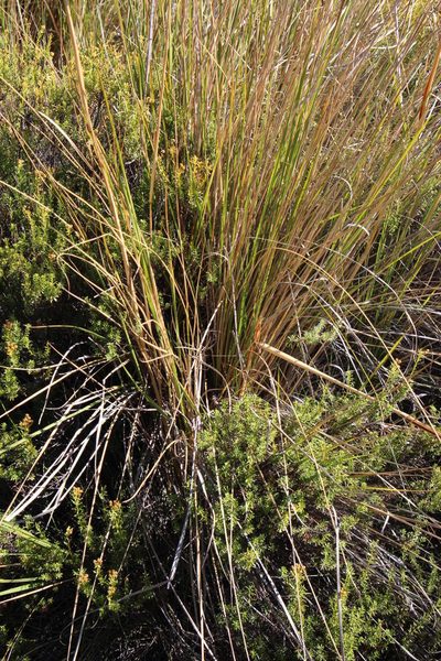 Miscanthus ecklonii, photographed by Tony Rebelo
