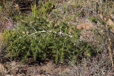Asparagus microraphis, photographed by Tony Rebelo