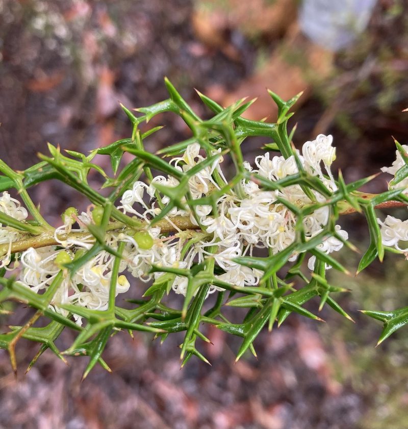 Grevillea trifida, photographed by pimelea
