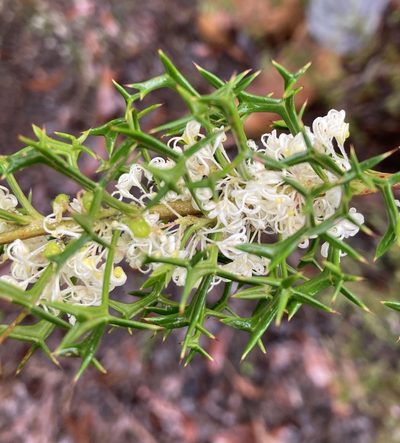 Grevillea trifida, photographed by pimelea