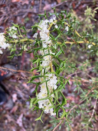 Grevillea trifida, photographed by pimelea