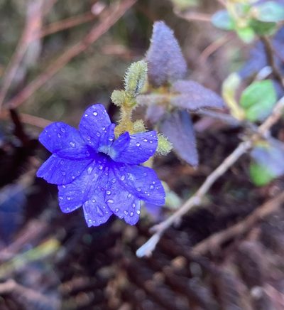 Dampiera hederacea, photographed by pimelea