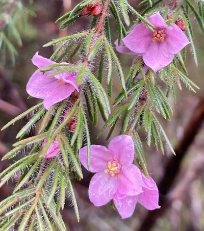Boronia stricta, photographed by pimelea