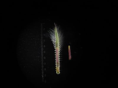 Arthraxon lanceolatus, photographed by S.MORE