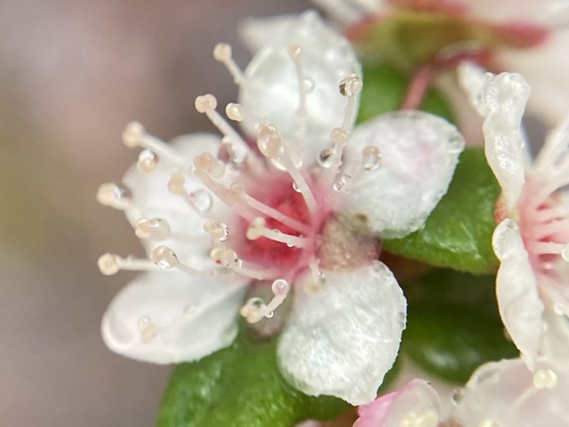 Hypocalymma cordifolium, photographed by pimelea