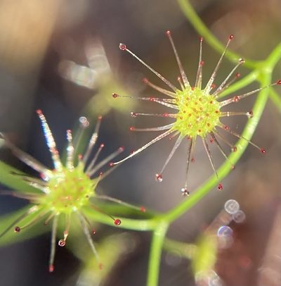 Drosera erythrogyne, photographed by pimelea