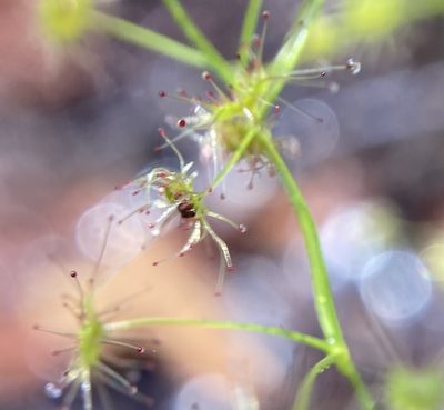 Drosera erythrogyne, photographed by pimelea