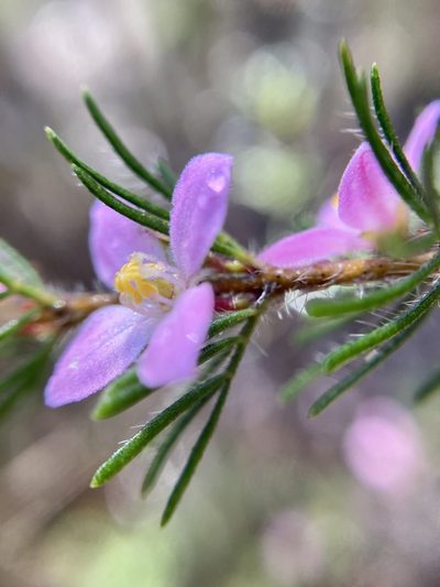 Boronia stricta, photographed by pimelea