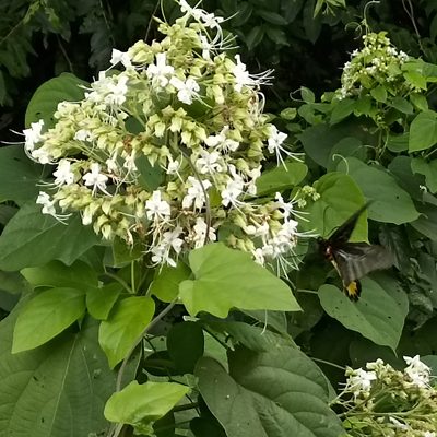 Clerodendrum infortunatum, photographed by Paulmathi Vinod