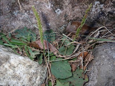 Plantago asiatica, photographed by 呂一起(Lyu yi-chi)