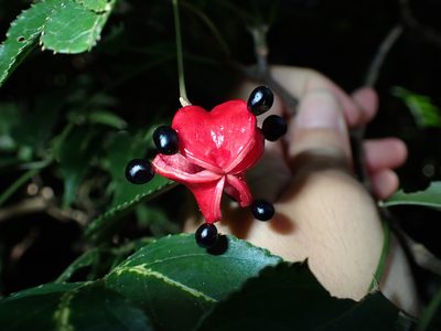 Staphylea japonica, photographed by 呂一起(Lyu yi-chi)