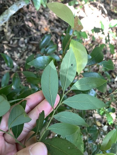 Lindera communis, photographed by 呂一起(Lyu yi-chi)