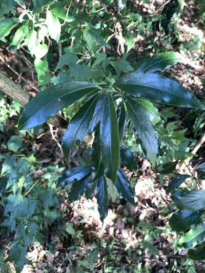 Euonymus carnosus, photographed by 呂一起(Lyu yi-chi)
