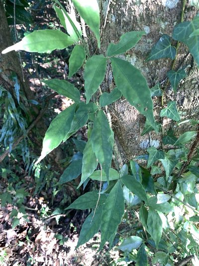 Tetrastigma hemsleyanum, photographed by 呂一起(Lyu yi-chi)