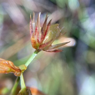 Anarthria prolifera, photographed by pimelea