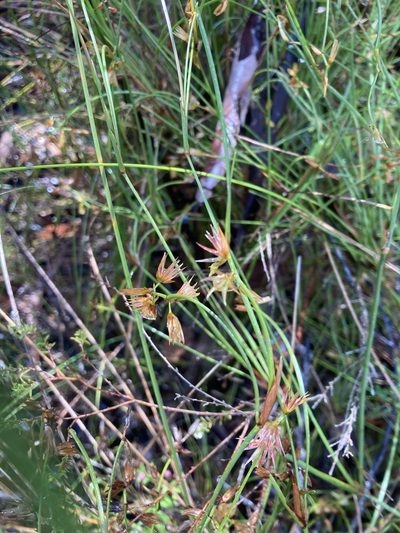 Anarthria prolifera, photographed by pimelea