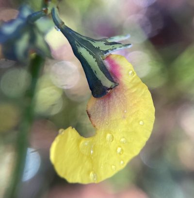 Sphaerolobium alatum, photographed by pimelea
