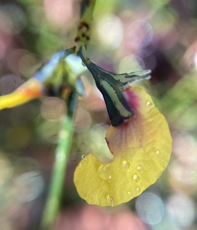 Sphaerolobium alatum, photographed by pimelea