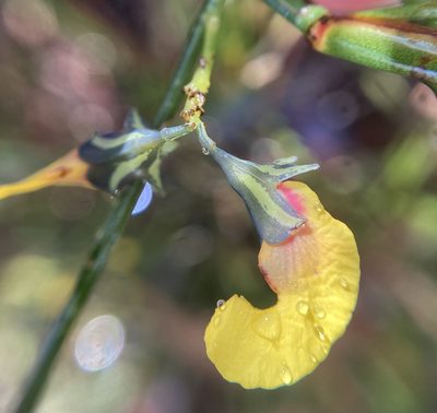 Sphaerolobium alatum, photographed by pimelea