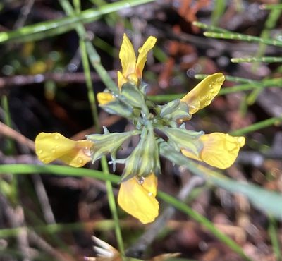 Sphaerolobium alatum, photographed by pimelea