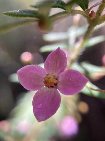 Boronia gracilipes, photographed by pimelea